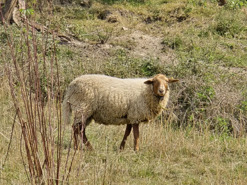 holthaus_schafe_005